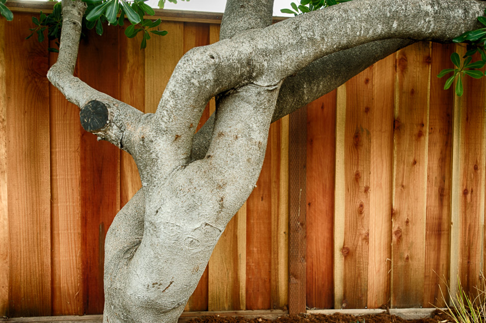  Garden tree vignette 